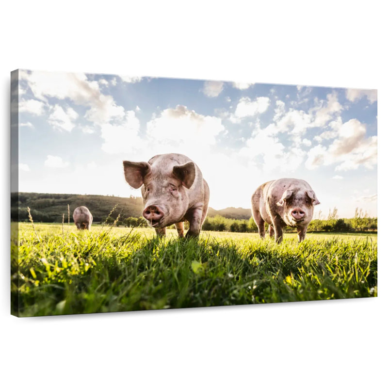 Porcs Crowle, H 16 po x l 24 po