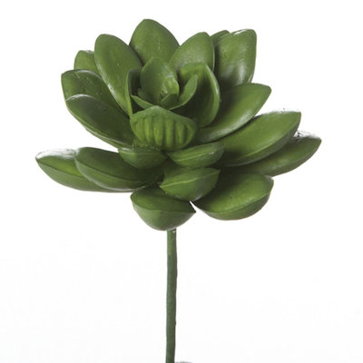 Tige succulent