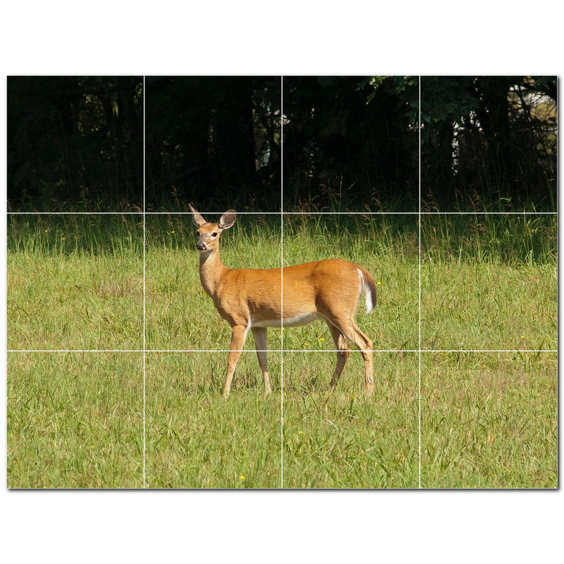 Cerf photo 12 x 12