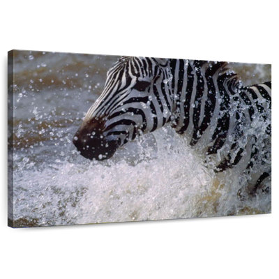 Brampt Zebra Splash