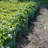 12 Foot Modular Garden Fence System