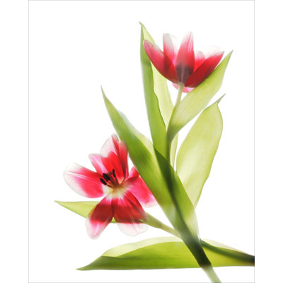 Red Tulips II - Unframed