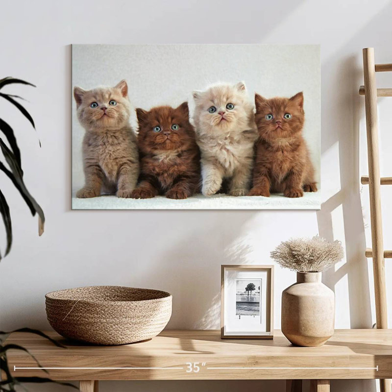 Chats British Shorthair, H 16 po x l 24 po