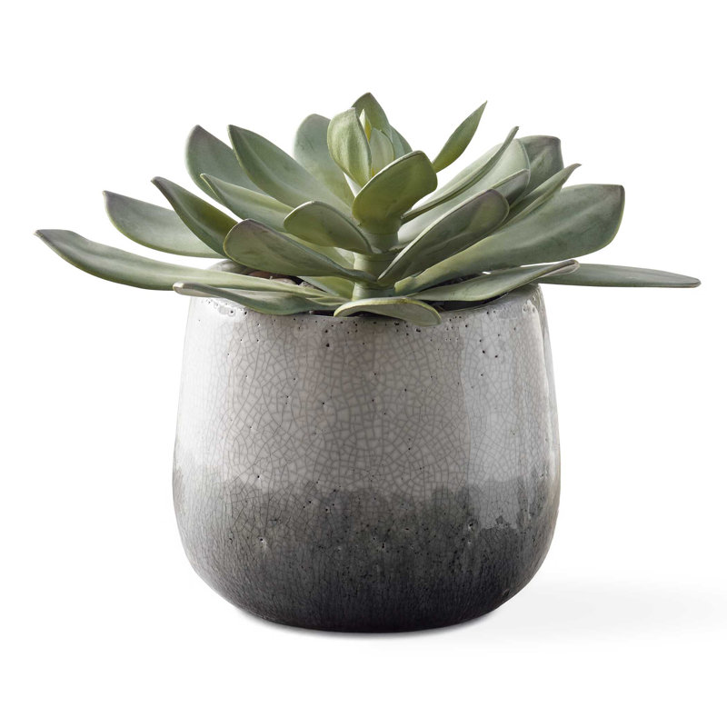 Plante grasse d'extérieur Uttermost Dudleya Gray
