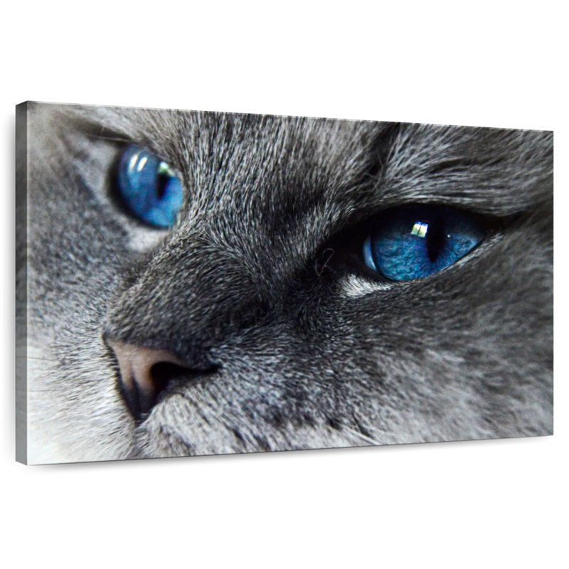 Brampt Cat Blue Eyes, 32" H x 48" W
