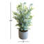 18'' Eucalyptus Plant in Cement Pot