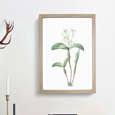 Star Orchid Flowers by Pierre-Joseph Redoute - Framed Print