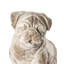 Animals Ceramic / Porcelain Garden Statue