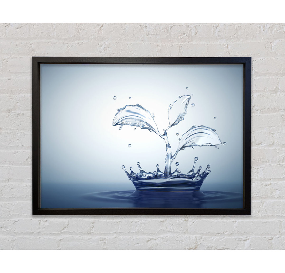 Water Splash Plant Gerahmter Druck