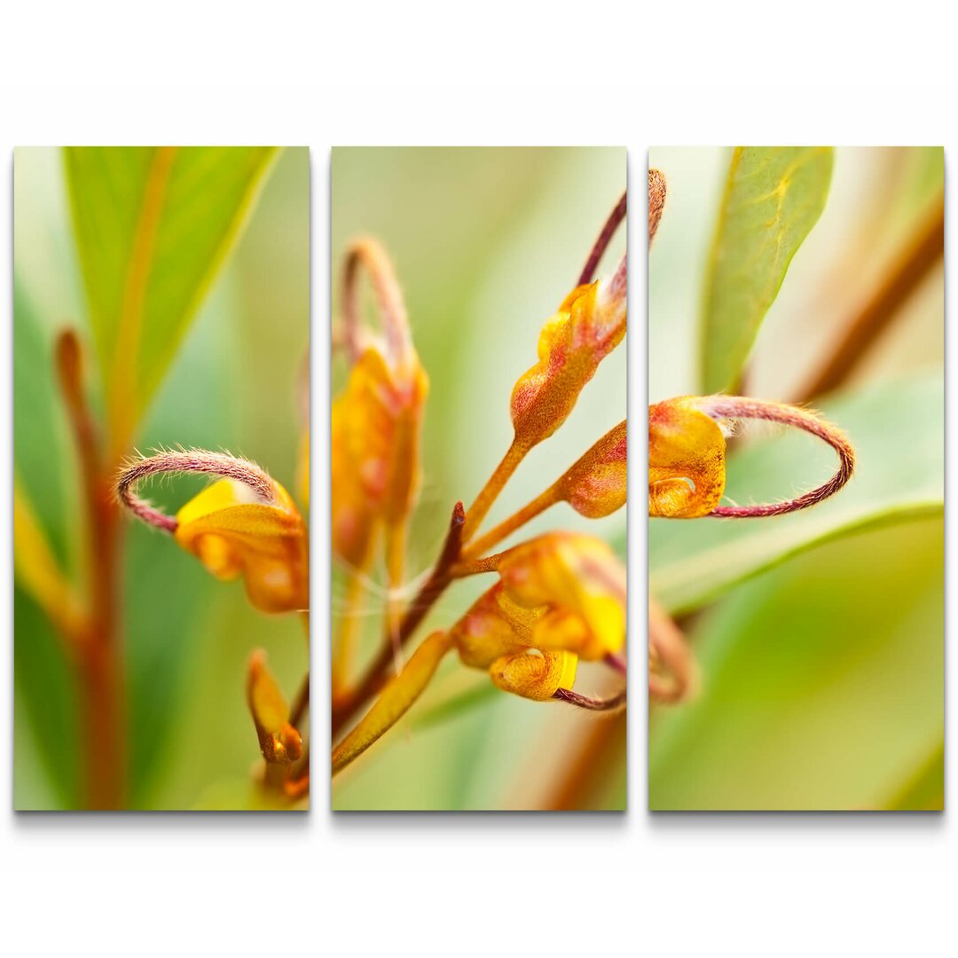 3-tlg. Leinwandbilder-Set Orange Blüte einer australischen Silbereiche