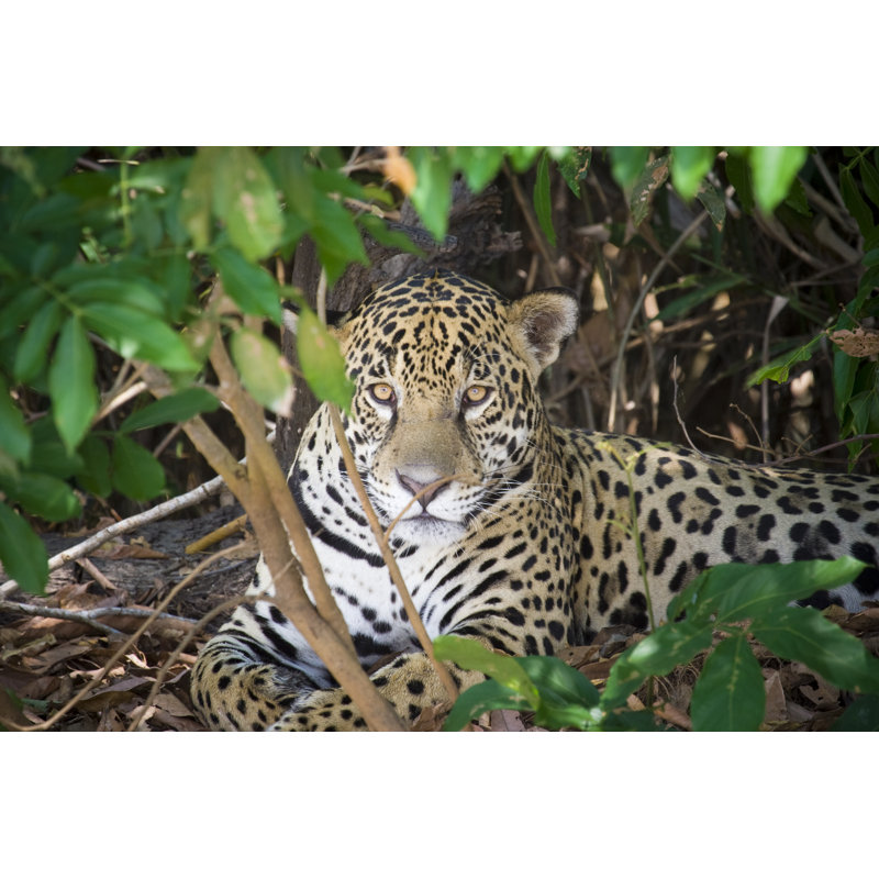 Jaguar In The Wild - Wrapped Canvas Print, 81cm H x 122cm W x 3.8cm D