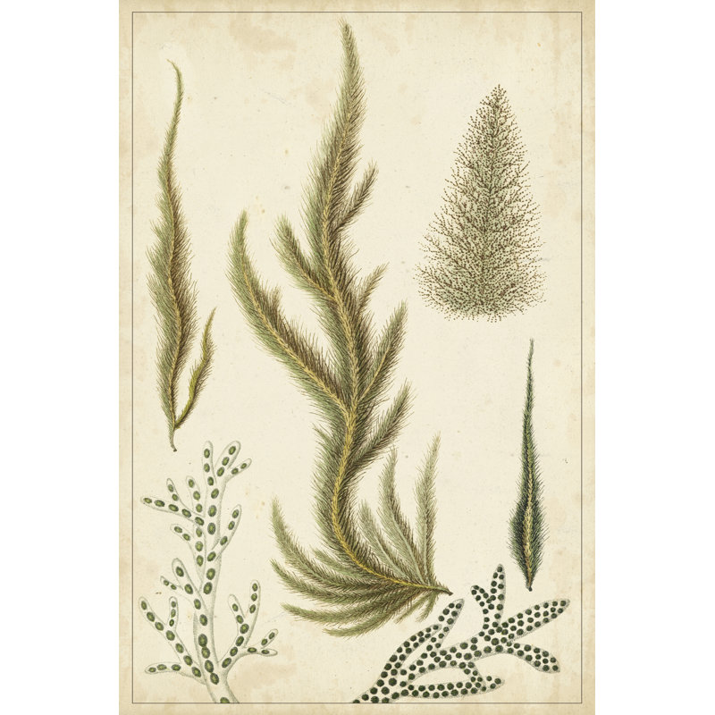UA CH Turpin Seaweed IV by Turpin - Wrapped Canvas Art Prints, 46cm H x 30cm W x 3.8cm D