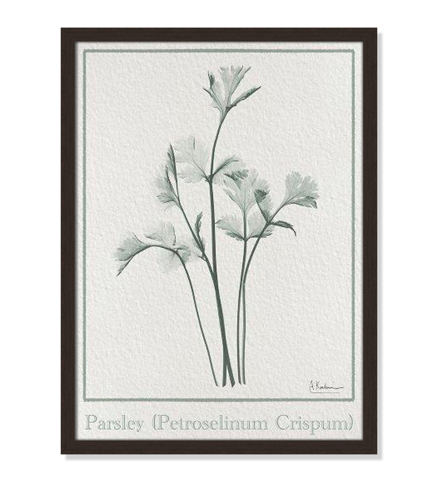 Jeanette "Parsley II" Print by Albert Koetsier, 23" H x 17" W x 1.25" D, Open Grain Walnut Framed Paper