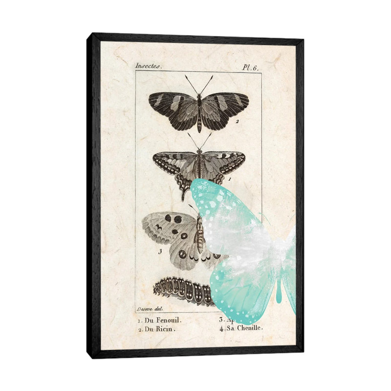 Field Guide II by Kimberly Allen - Print on Canvas, 101.6cm H x 66.04cm W x 3.81cm D, Black Framed
