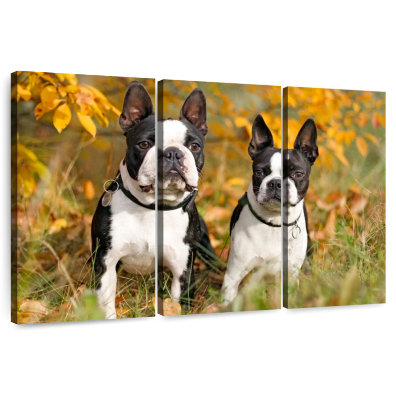 Boston Terrier Couple, H 42 po x l 65 po