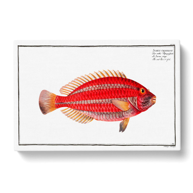 Parrot-Fish by M.E. Bloch - Wrapped Canvas, 40cm H x 60cm W x 3cm D