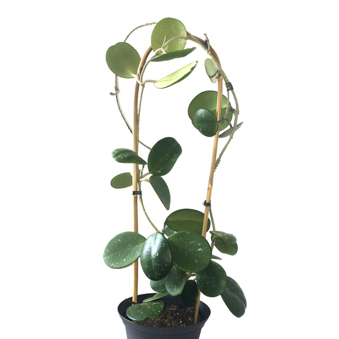 Elam Wood Weather Resistant Plant Support (Set of 10) Bay Isle Home™