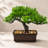8" Artificial Bonsai Tree with Pebble Base