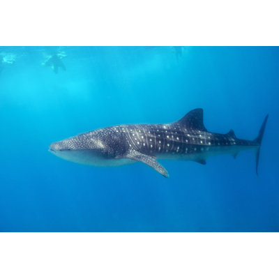 " Whale Shark " by Shalamov