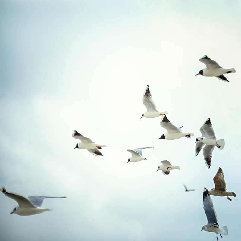 Black Headed Gulls by Rike_ - No Frame Art Prints on Canvas, 30cm H  x 30cm W
