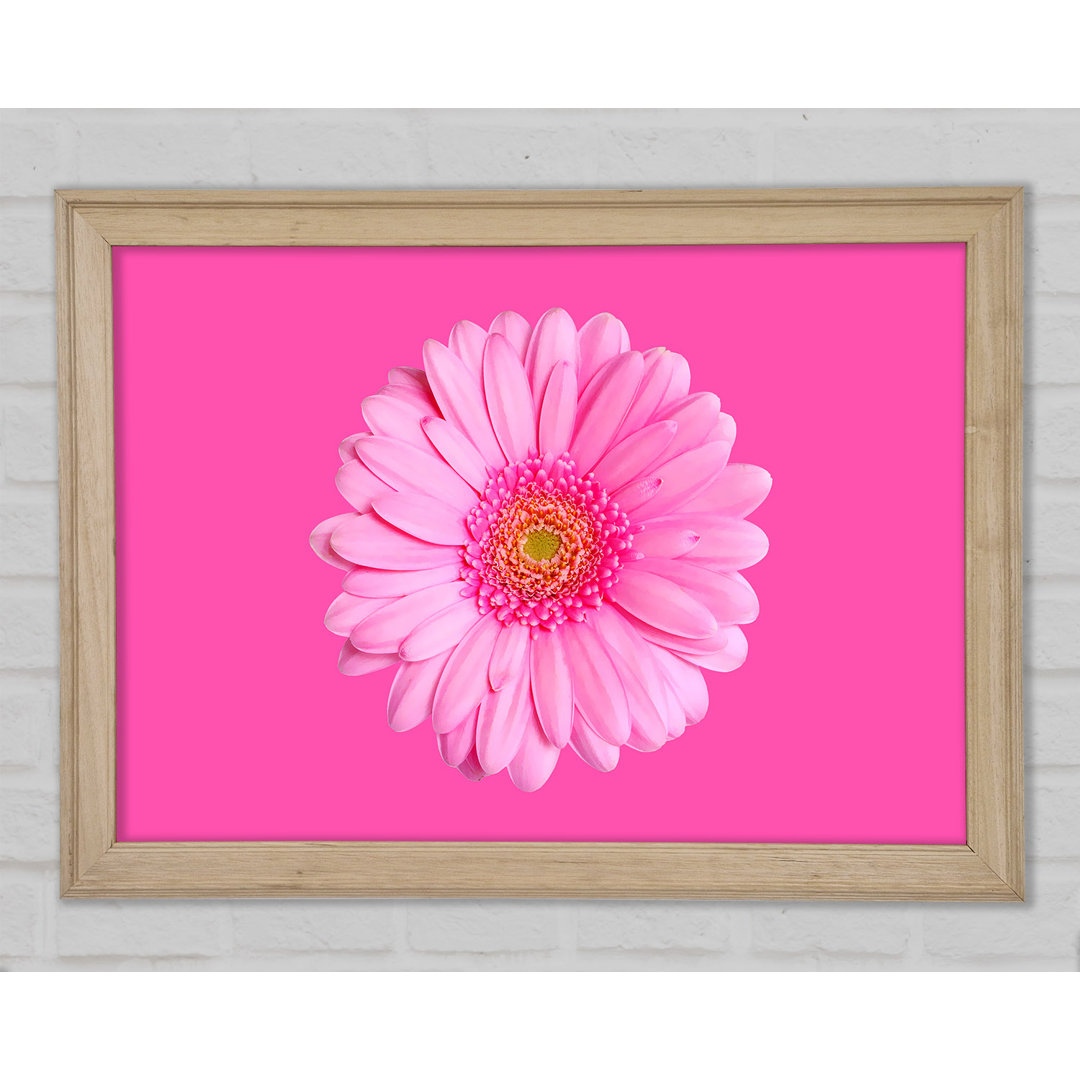 Baby Pink On Pink Gerbera - Einzelner Bilderrahmen Kunstdrucke