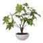 Arbre zoelle