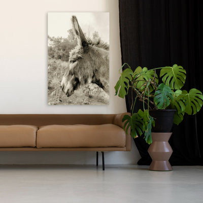 Photographie d'un âne, sépia, animal contemporain