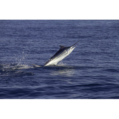 " Black Marlin Jumps " by Kelly Dalling