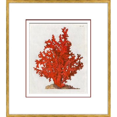 Coral In Red 2 Giclee Print by Soicher Marin Archives