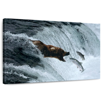 Grizzly Brampt attrapant le saumon