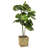 38.00'' Artificial Mini Fiddle Leaf Fig Tree in Basket