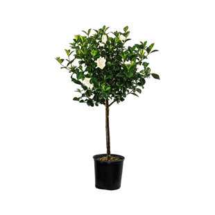 United Nursery Live Flowering Plant in Nursery Pot