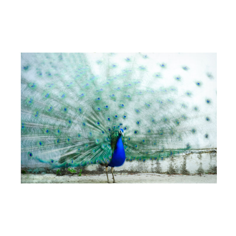 Paon moderne et contemporain sur toile, H 12 po x l 19 po x P 2 po