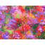 «Garden in Bloom» par Jeff Ferst - impression-71200115-71200116