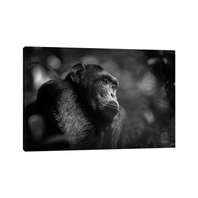 Chimpanzee Black and White 1 Piece Wrapped Canvas Wall Art