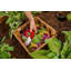 Lit de jardin surélevé en bois Mezza-399238552
