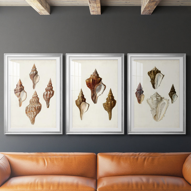 Sowerby Shells IV - Impression sur mesure encadrée de qualité supérieure - 3 pièces, H 15 po x l 19 po