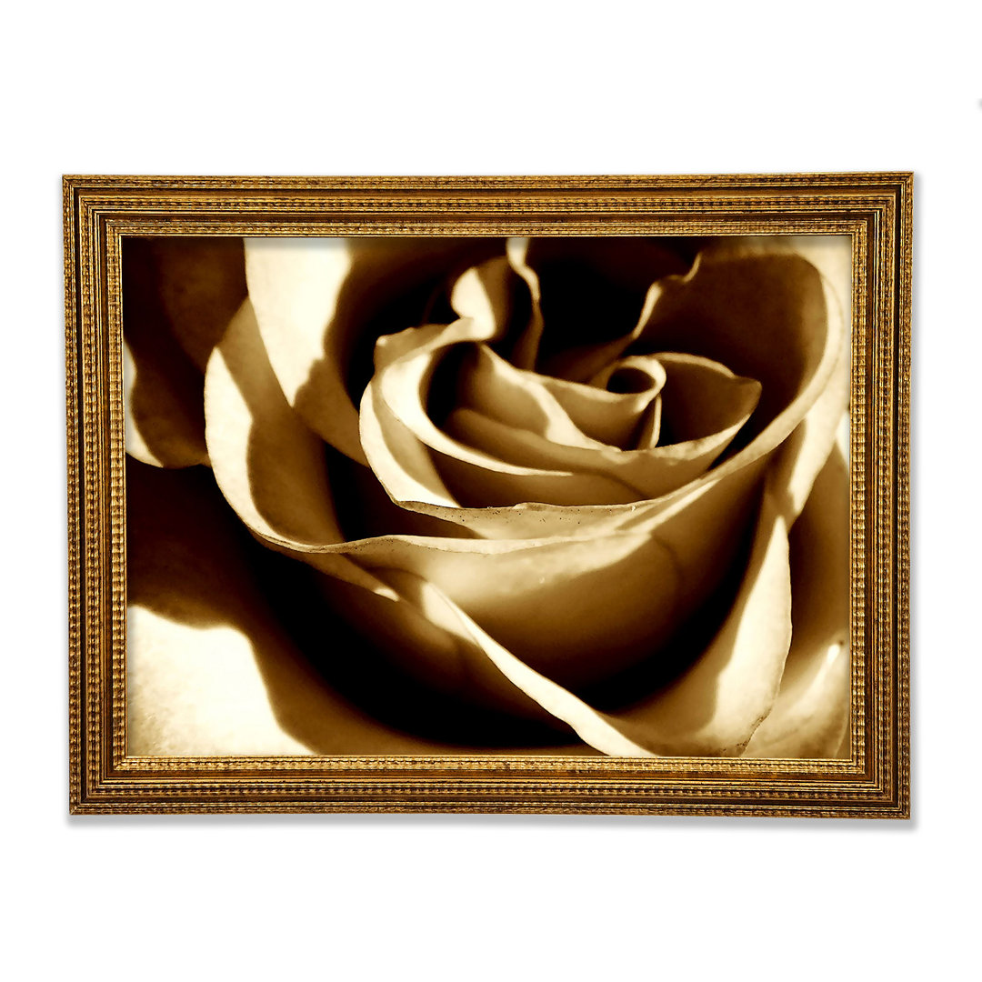 Sepia Rose - Druck