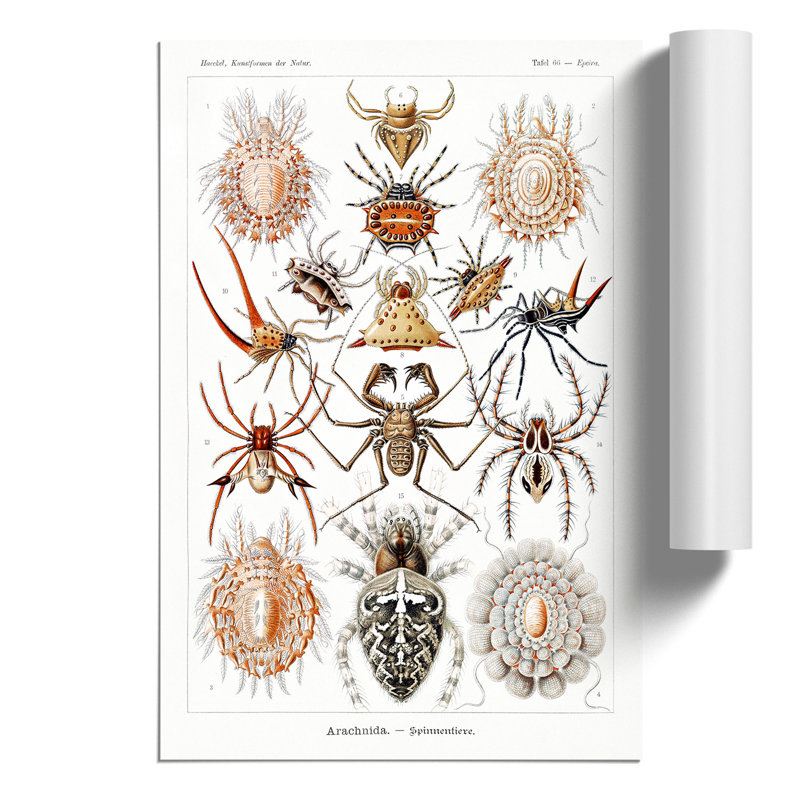Arachnids Spiders by Ernst Haeckel - Frameless Print, 30cm H x 21cm W x 0.1cm D