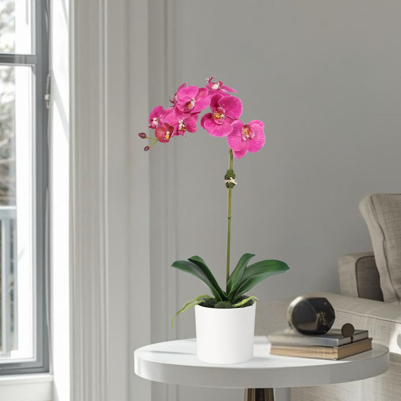 Orchid Arrangement In Pot, Pink, White