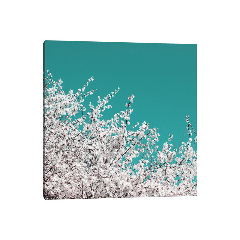Blossom On Sky by Alyson Fennell - Wrapped Canvas Print, 45.72 cm H x 45.72 cm W x 3.175 cm D