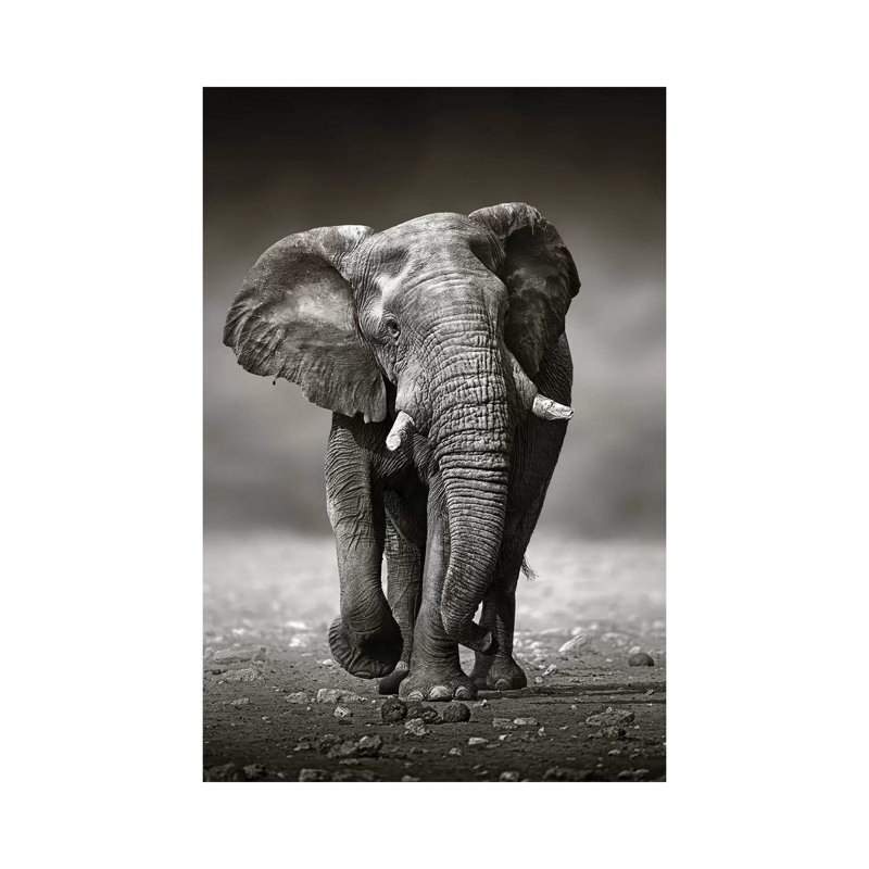 Elephant Approach From The Front by Johan Swanepoel - Wrapped Canvas Print, 101.6 cm H x 66.04 cm W x 3.175 cm D