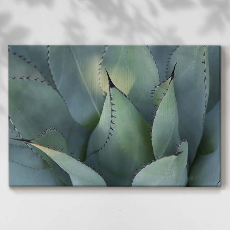 Agave bleu I - galerie Cavas, 12 x 18