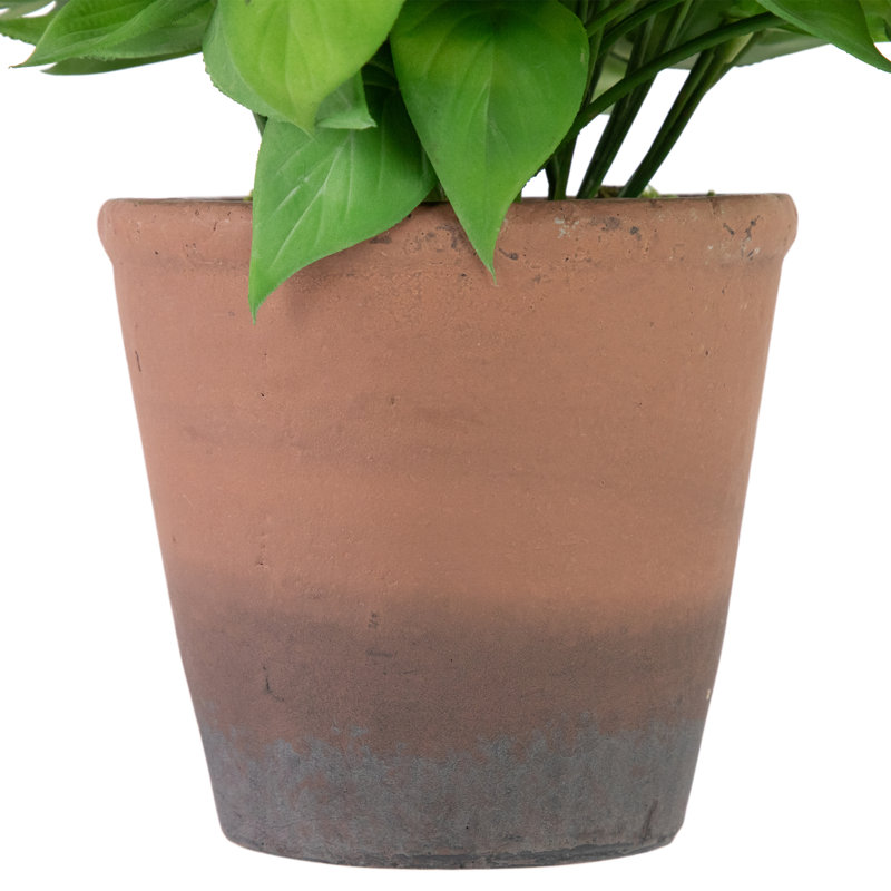 8 plantes