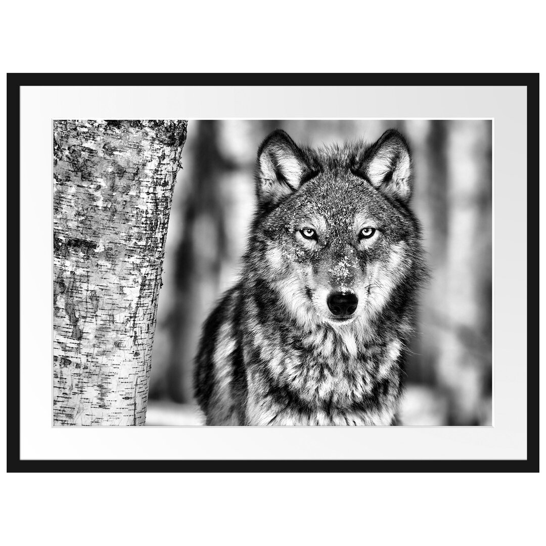 Wachsamer Wolf Gerahmter Fotokunstdruck