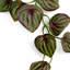 Watermelon Garlands 160cm Faux Plant