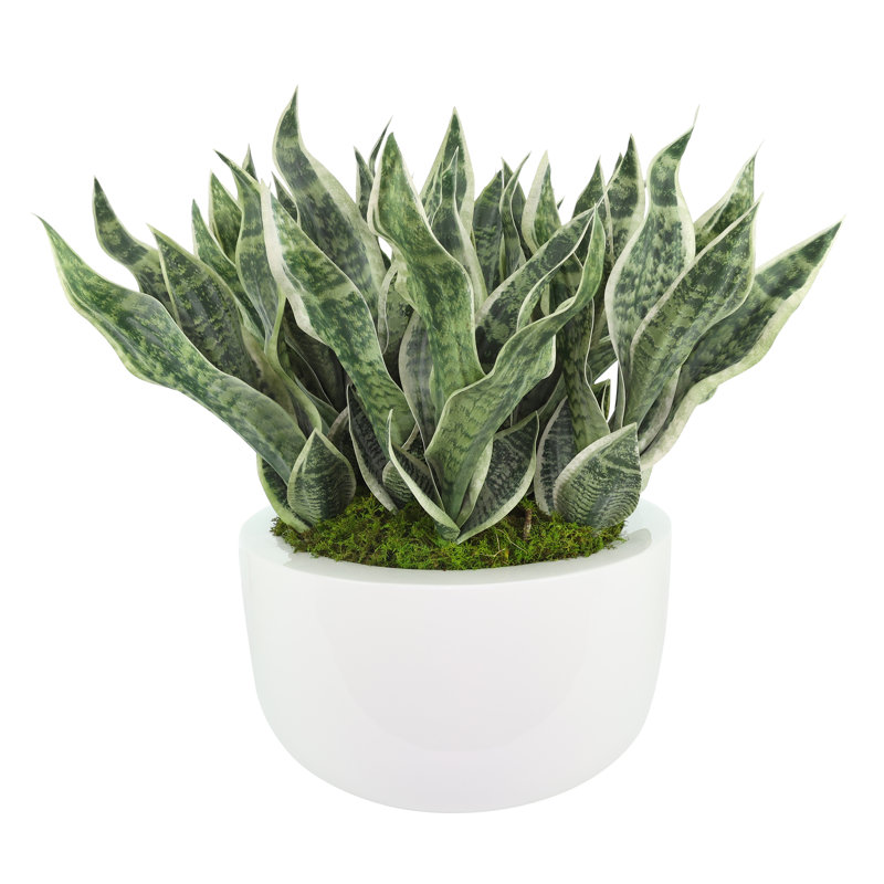 Faux Sansevieria Plant in Fiberstone Planter