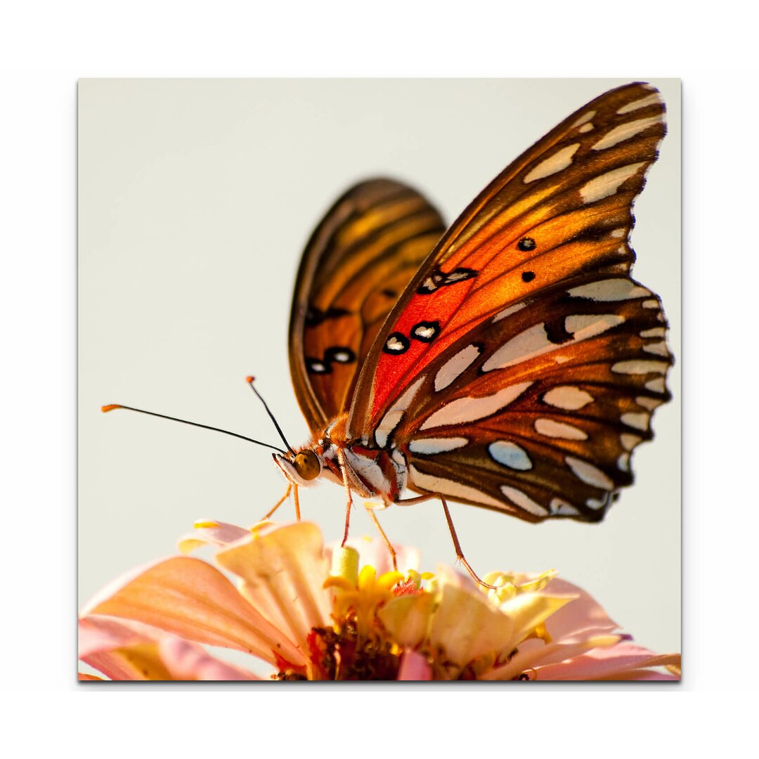 Leinwandbild Edler Schmetterling auf einer Blume – Nahaufnahme