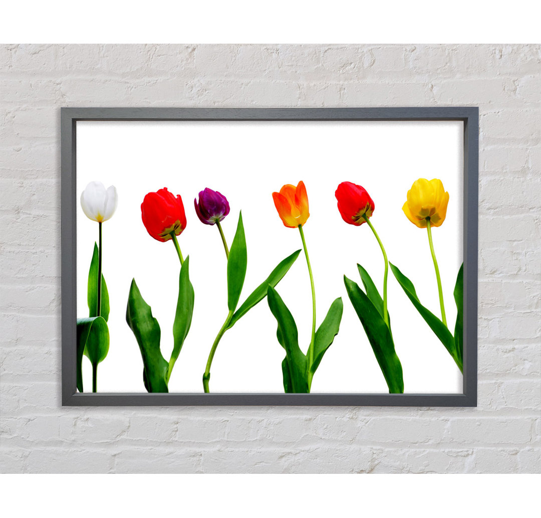 Farben der Tulpen Gerahmter Druck