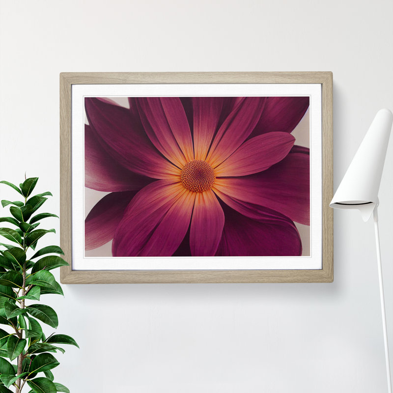 Harmonious Daisy Flower - Single Picture Frame Print, 34cm H x 46cm W x 2cm D, Oak